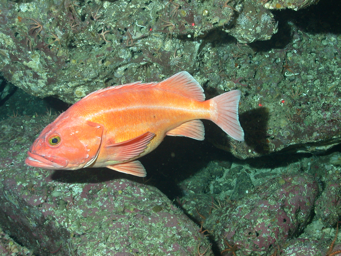 <p>‘Sebastes ruberrimus’, the Yelloweye rockfish, dwells in deep waters along the California coast and lives upward of 140 years</p>