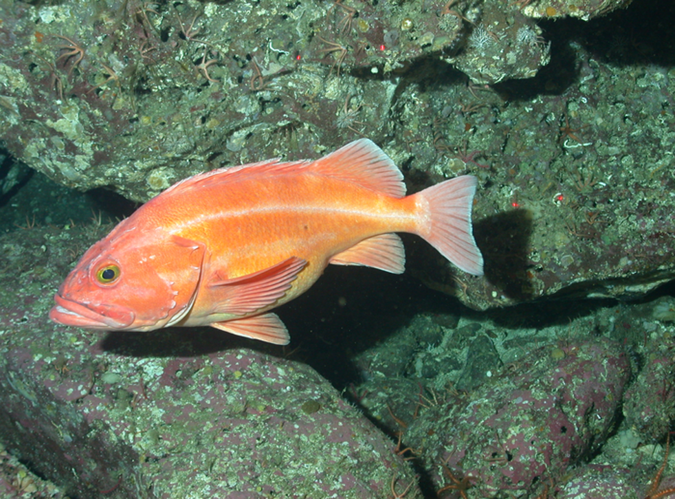 Deep-sea rockfish that lives up to 200 years sheds light on genes ...