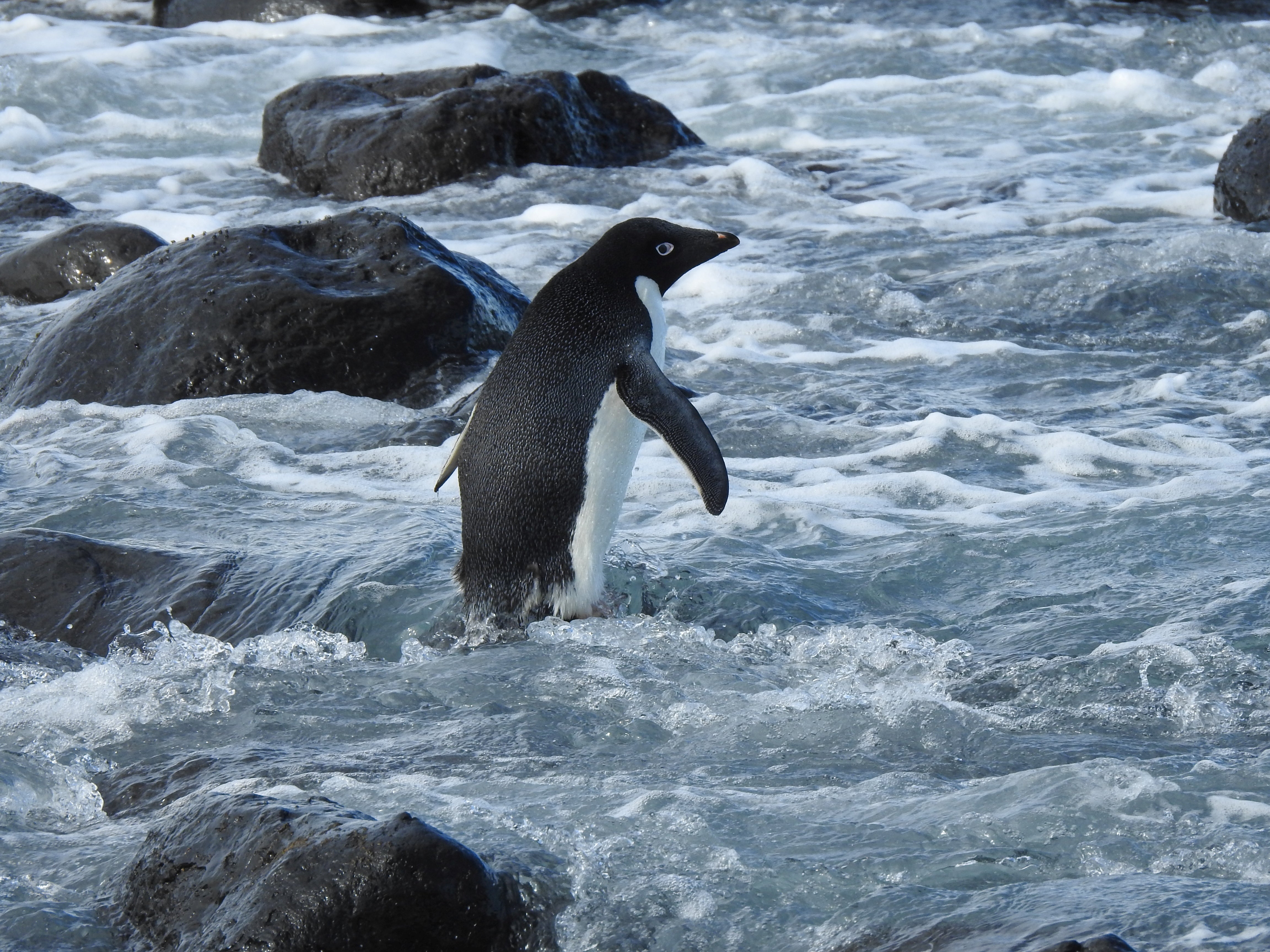An Adélie penguin is seen at the coast of Banks Peninsula after travelling from his natural habitat of Antartica to New Zealand on 12 November 2021