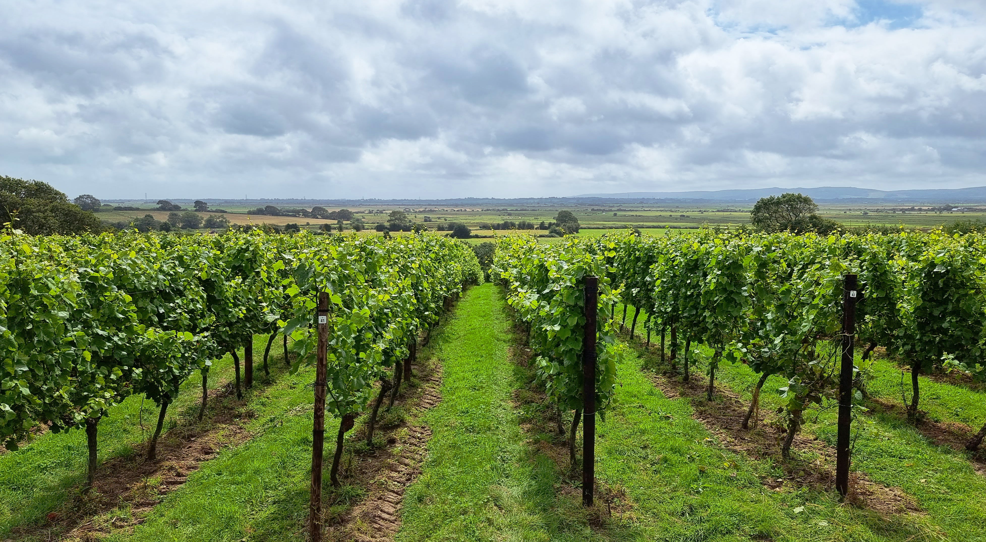 Vines at Henners winery, Sussex