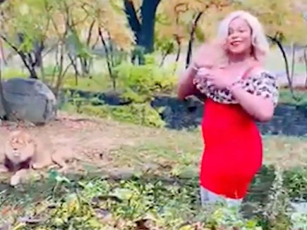 woman climbs into lion exhibit at bronx zoo