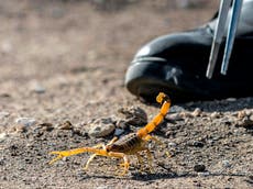 Three killed and 500 stung as storms in Egypt wash scorpions into homes