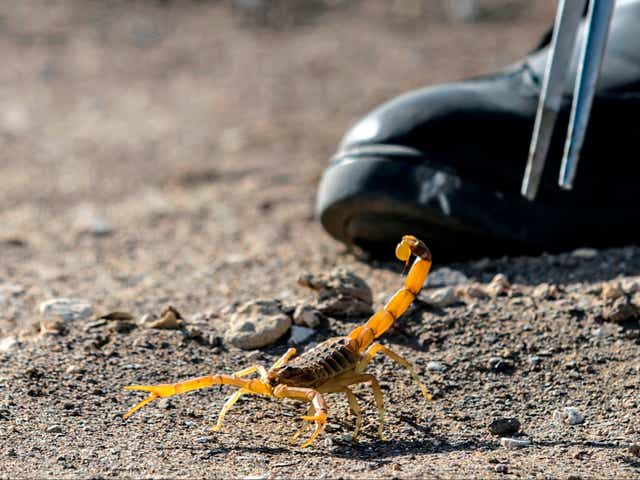 <p>A scorpion is caught at the Scorpion Kingdom laboratory and farm in Egypt’s western desert</p>