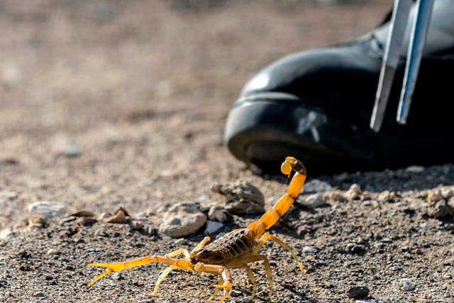 Un escorpión es capturado en el laboratorio y granja del Reino Escorpión en el desierto occidental de Egipto.