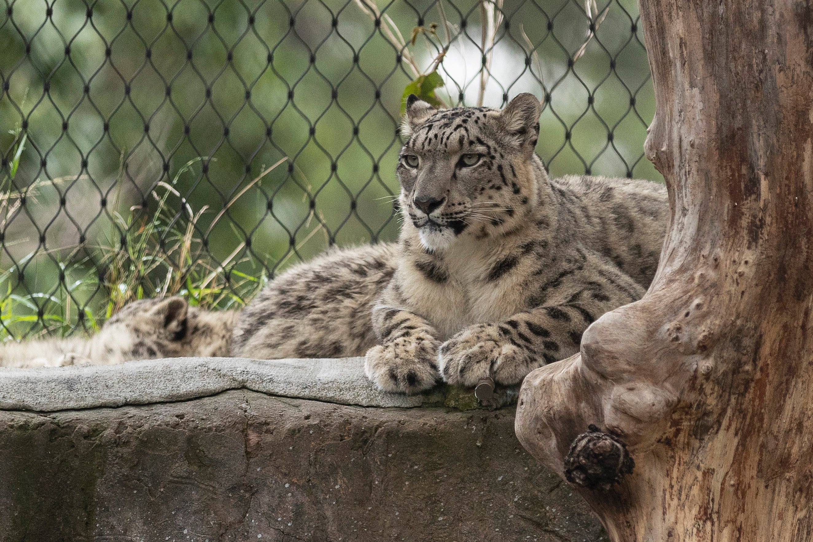 Snow leopard dies, five remaining big cats have COVID-19 symptoms