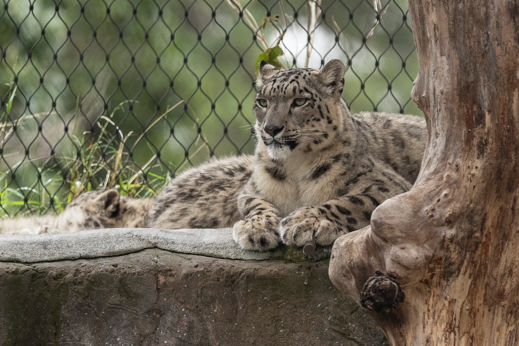 Three snow leopards with Covid die at US zoo: ‘Truly heartbreaking’