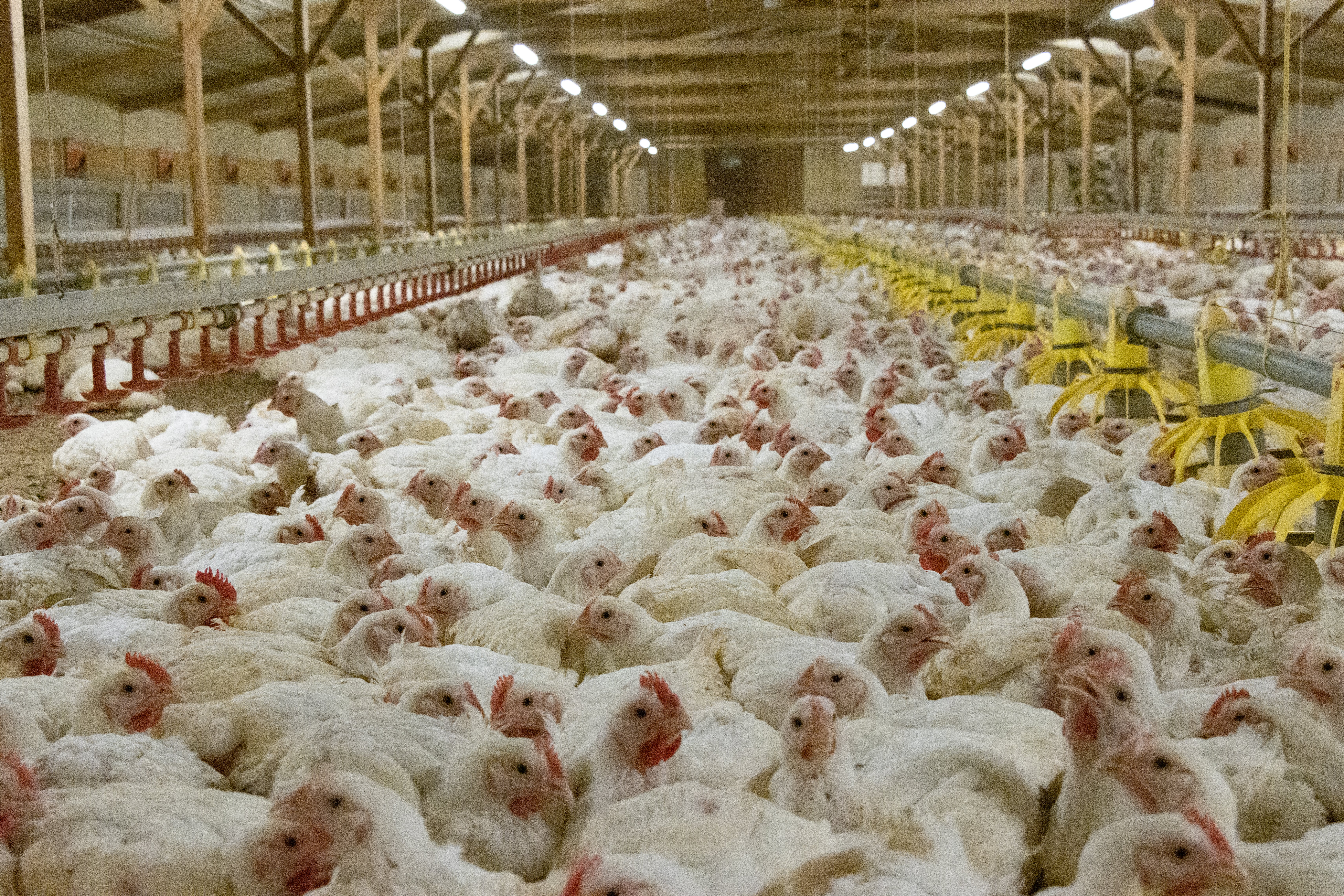 A man has contracted H5 bird flu while working at a commercial chicken farm (file photo)