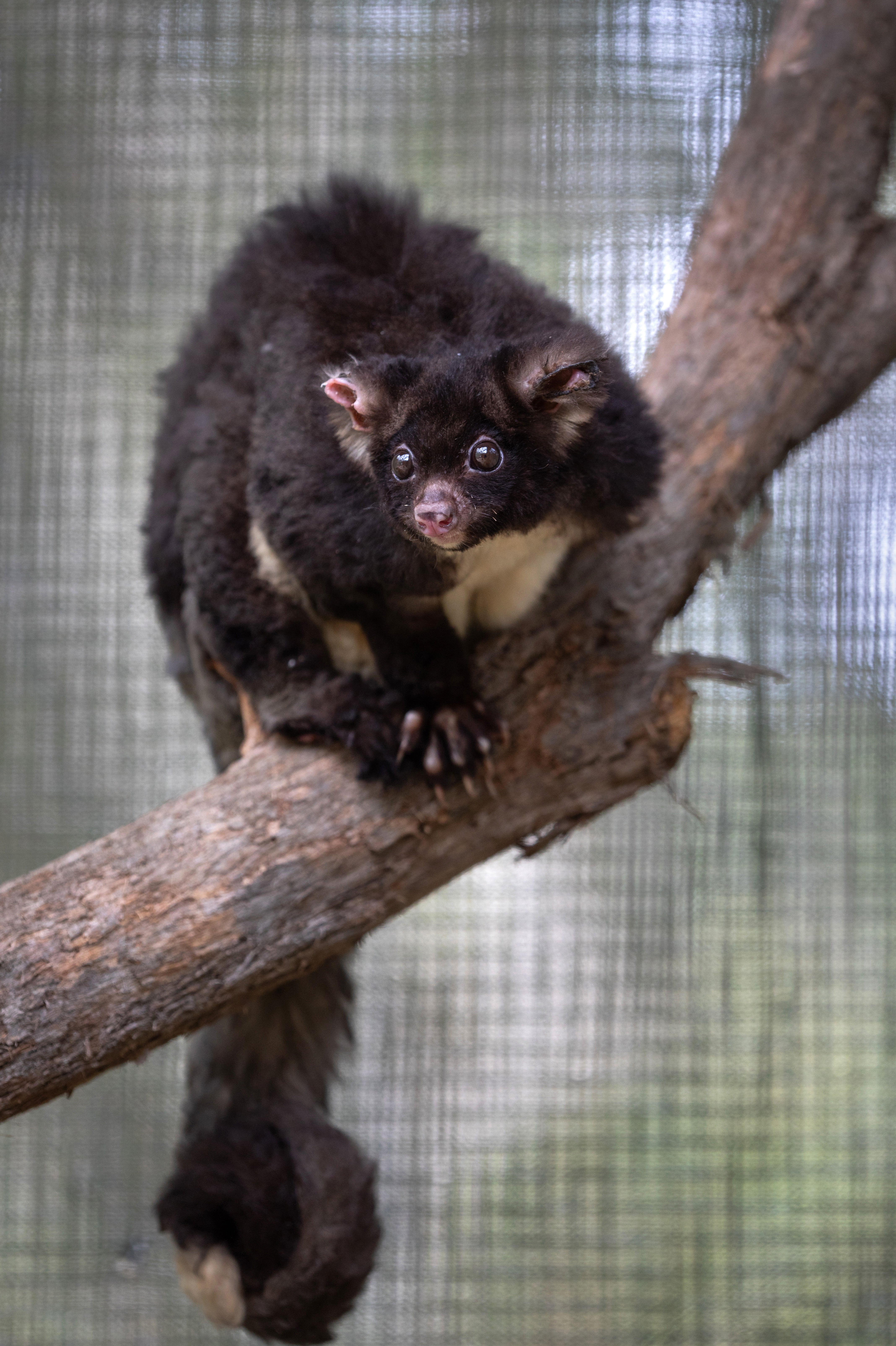 Representational: A rehabilitated greater glider possum prepares to be returned to the wild from the Higher Ground Raptor Center on 28 January 2020 in Bomaderry, Australia