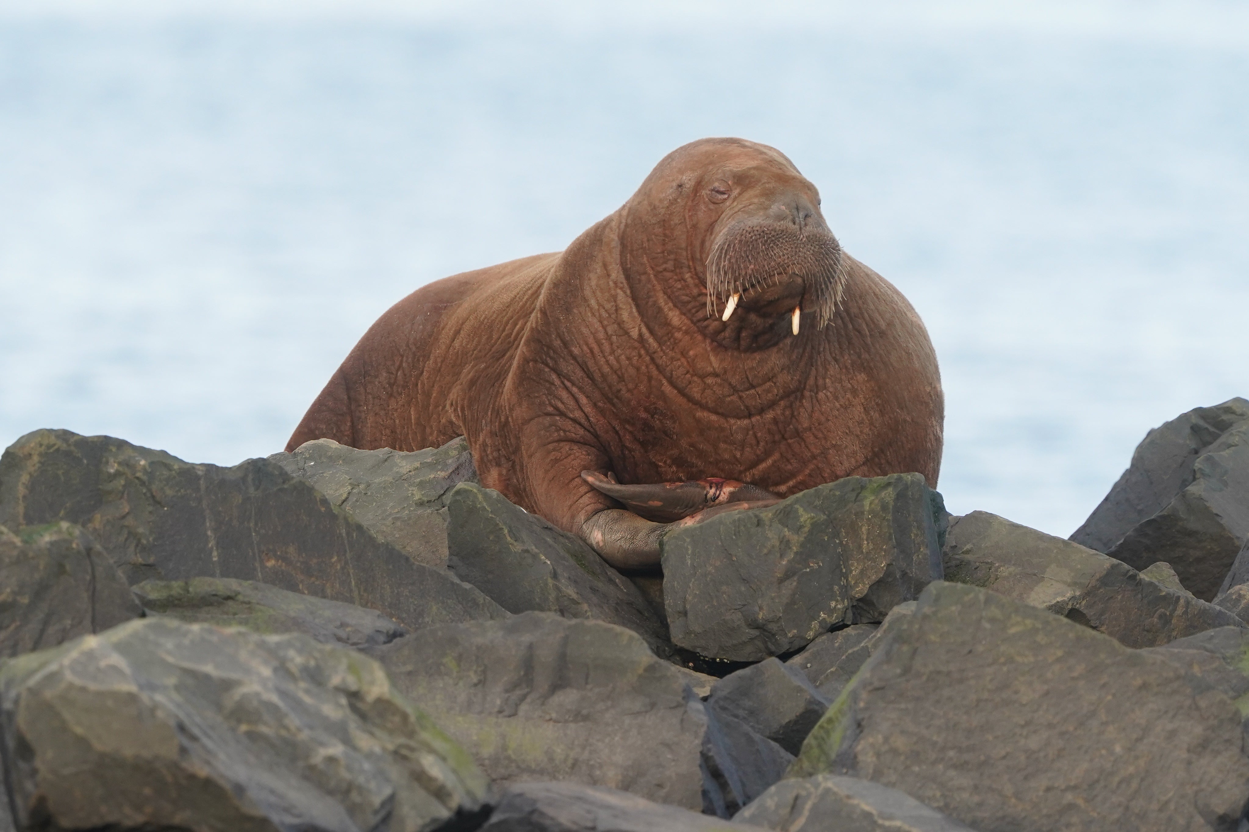 The walrus, believed to be a juvenile female, was seen relaxing on rocks in Seahouses harbour