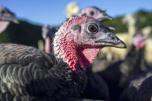 <p>Poultry bosses have warned of Christmas shortages of turkey</p>