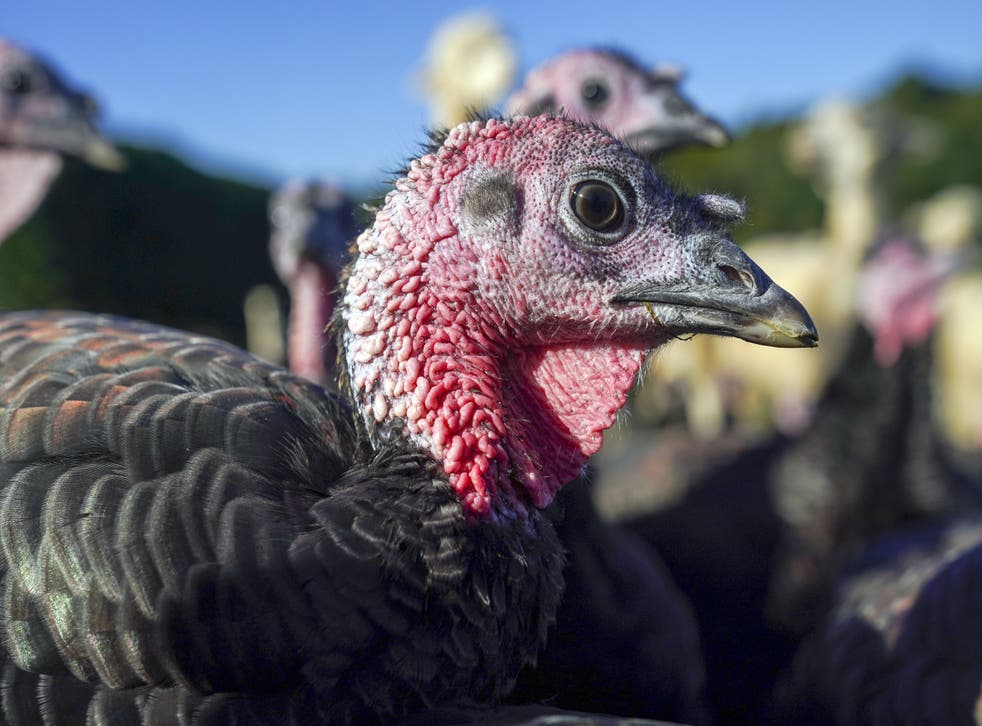 Poultry bosses have reassured shoppers that turkeys will be available at Christmas (Steve Parsons/PA)