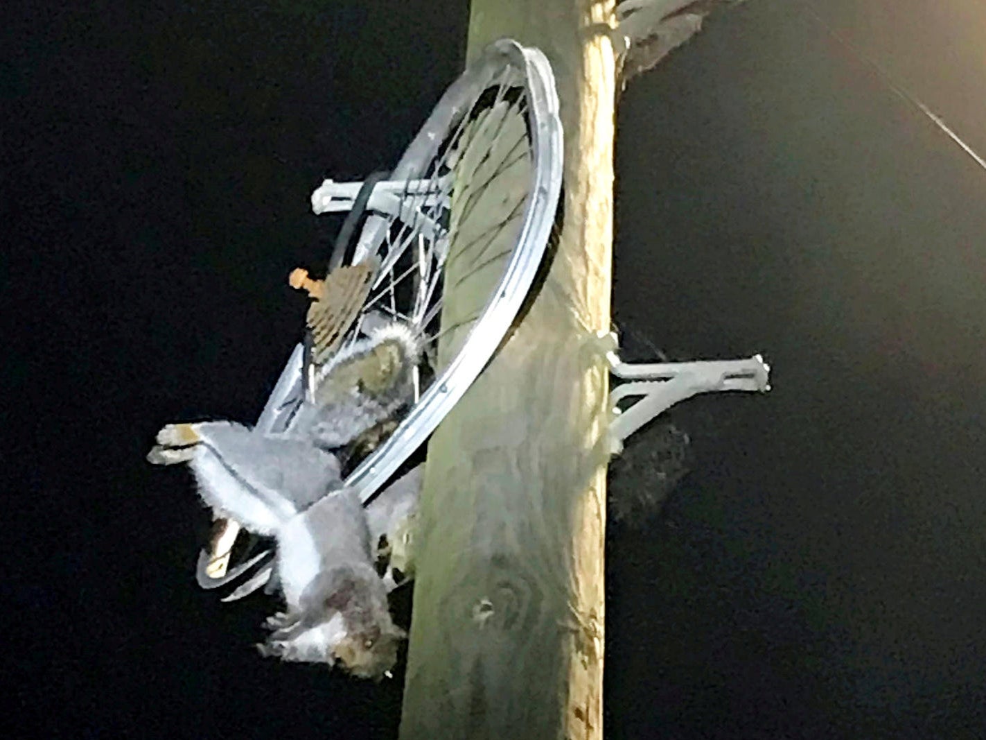 A bicycle wheel was hooked over the same pole as the squirrels