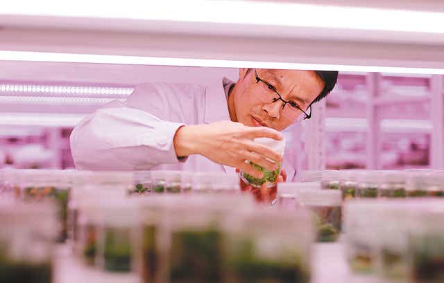 <p>A plant culture is examined by a scientist</p>