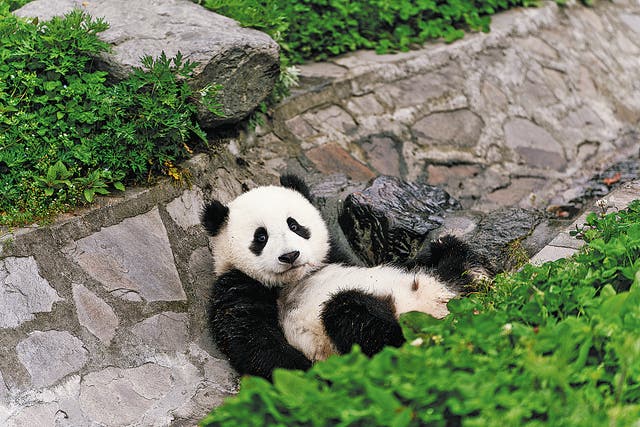 <p>A giant panda cub rests at Wolong National Nature Reserve, Sichuan province</p>