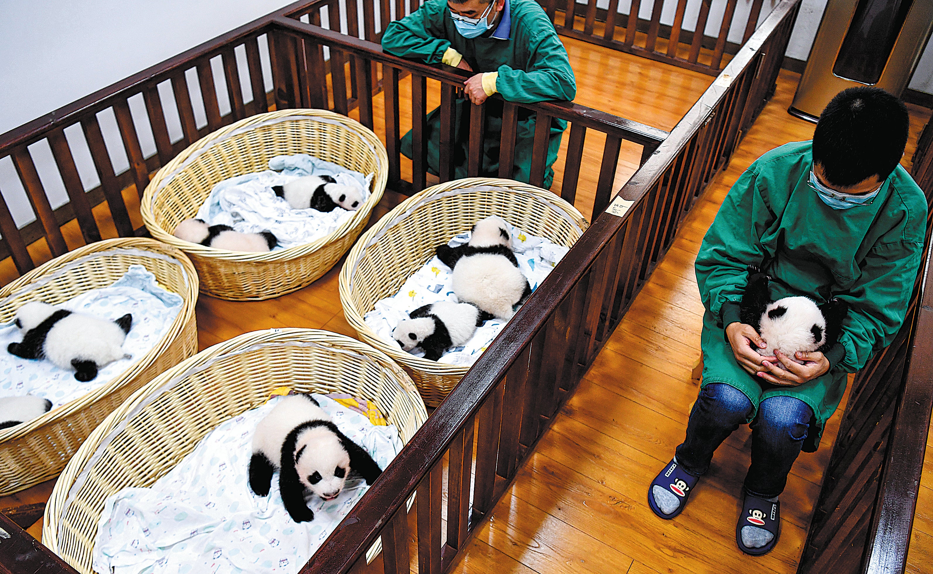 Animal workers check panda cubs at the Shenshuping base of the China Conservation and Research Centre for the Giant Panda in Sichuan province in September