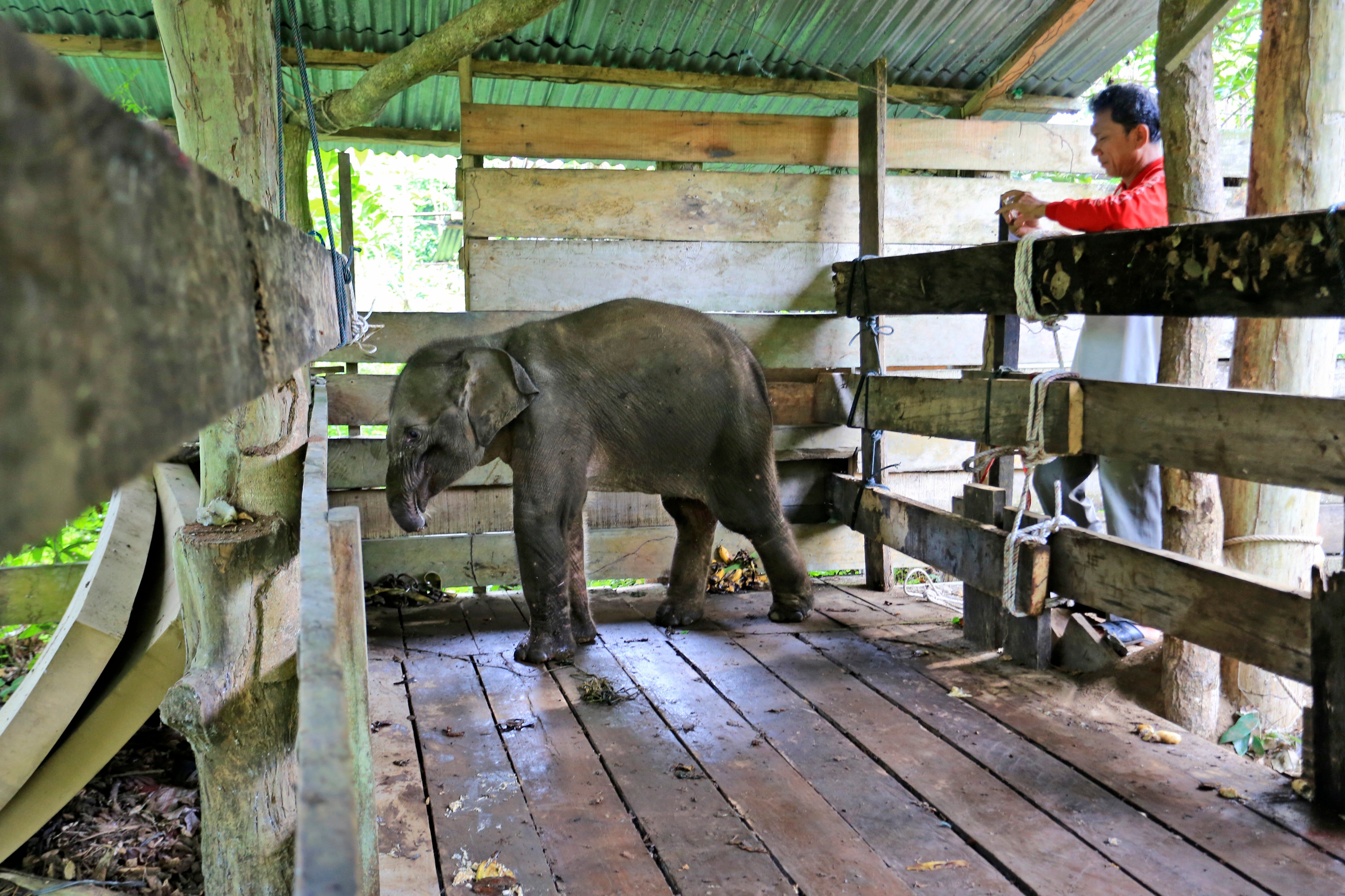 A Sumatran elephant calf that lost half of its trunk, is treated at an elephant conservation centre in Saree, Aceh Besar, Indonesia.