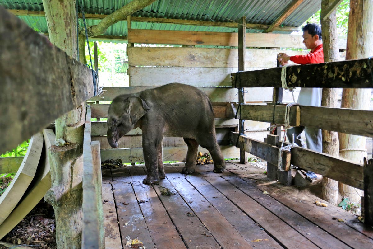 Baby elephant loses half of its trunk in poachers&rsquo; trap