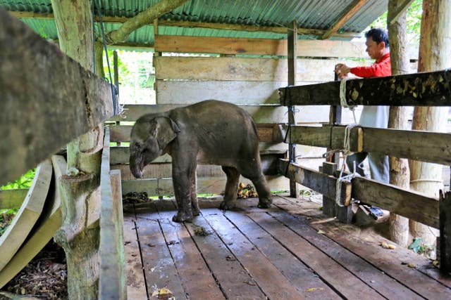 <p> A Sumatran elephant calf that lost half of its trunk, is treated at an elephant conservation centre in Saree, Aceh Besar, Indonesia.</p>