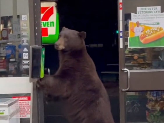 A bear enters a 7-Eleven near Lake Tahoe