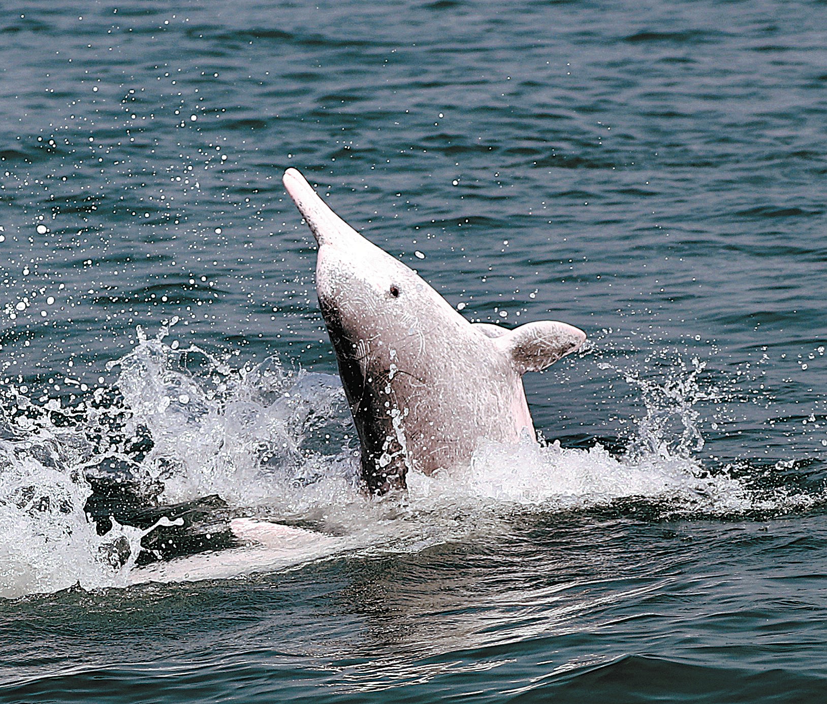 Chinese white dolphins have existed for about 10 million years