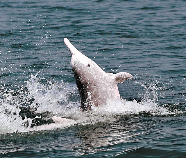 <p>Chinese white dolphins have existed for about 10 million years</p>