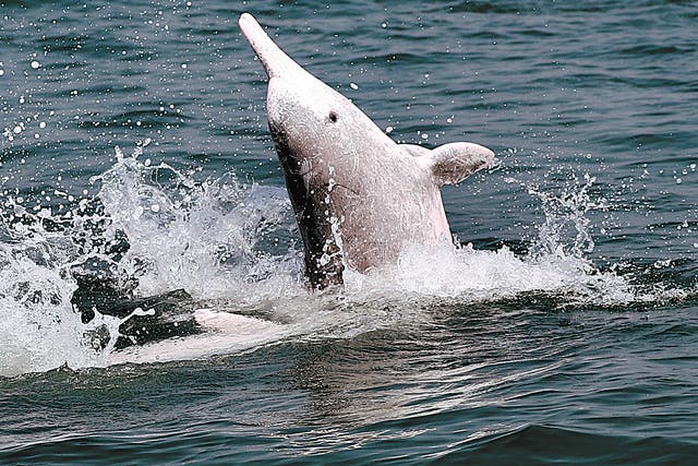 <p>Chinese white dolphins have existed for about 10 million years</p>