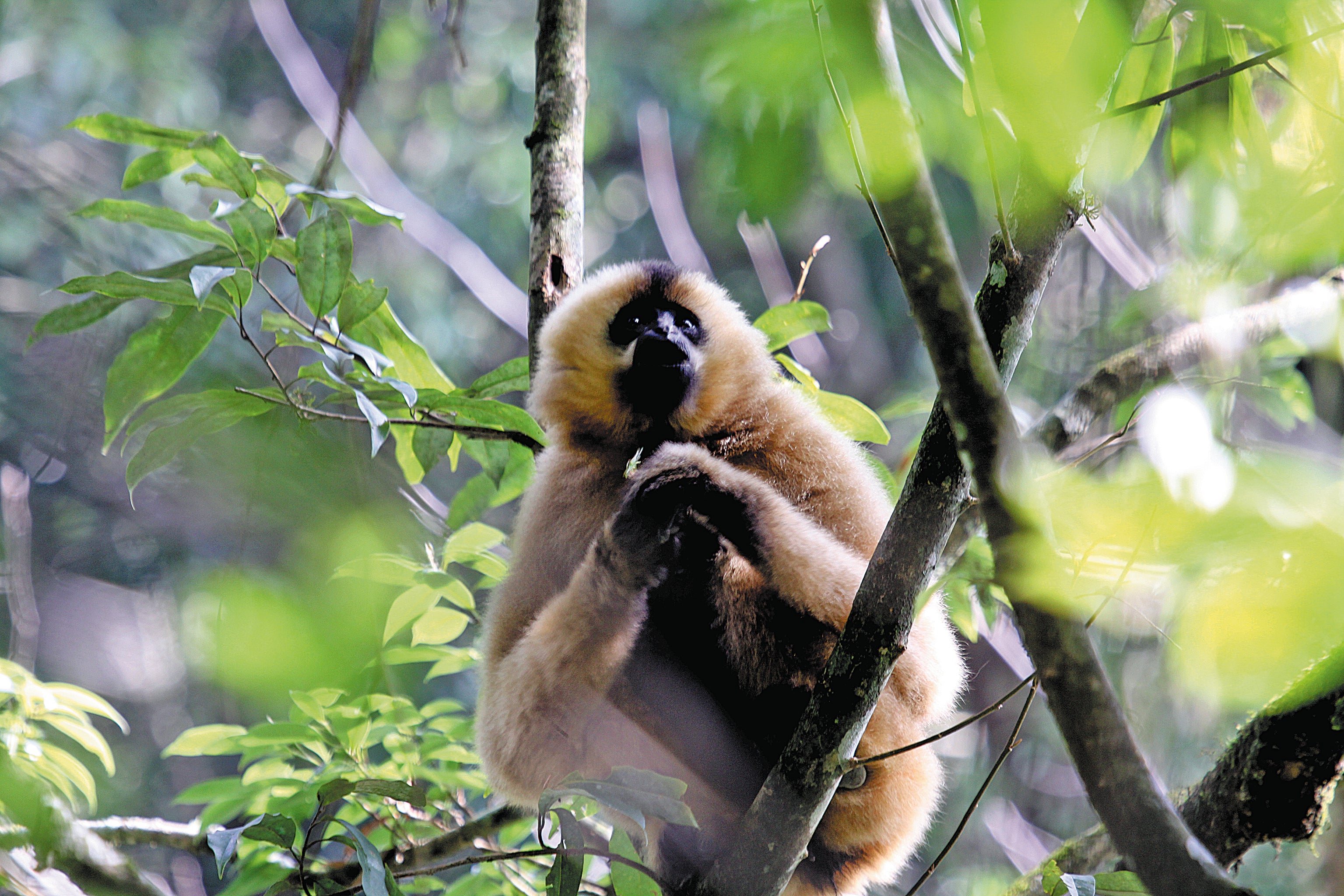 A female western black crested gibbon in the mountainous areas of Xinping county, Yunnan province