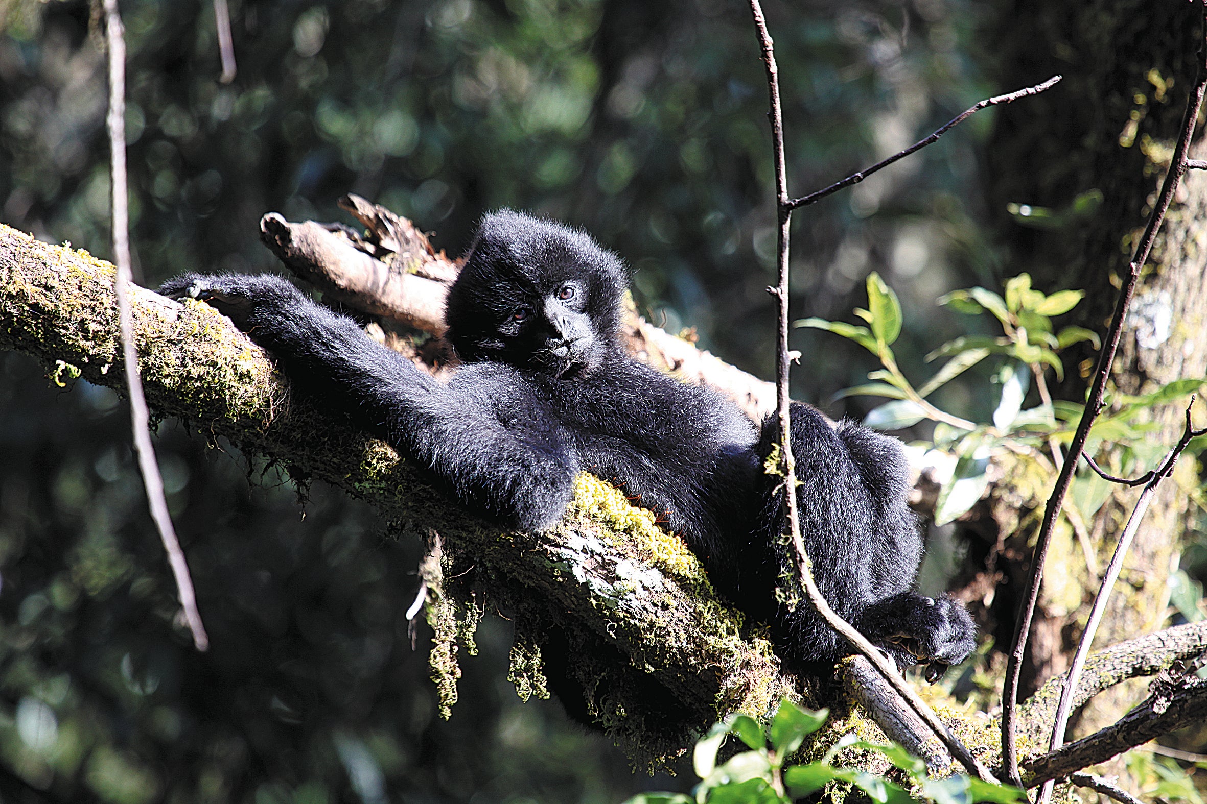 A western black crested gibbon rests on a tree branch after searching for food in Xinping county