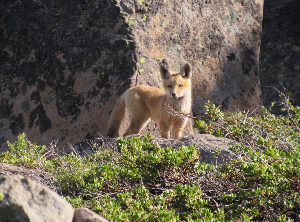 <p>A Sierra Nevada red fox pup spotted in the Caribou Wilderness in June 2021. The pup’s mother survived the massive Dixie fire, say California wildlife officials </p>