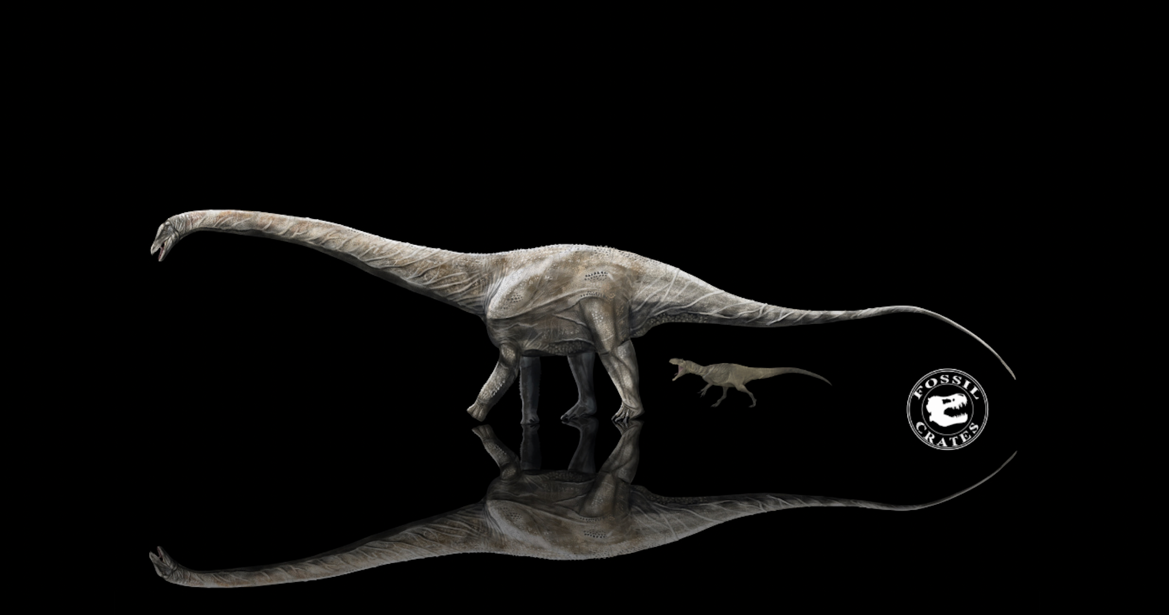 Illustration of the Supersaurus shown in comparison to the carnivorous Allosaurus