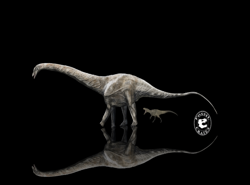 <p>Illustration of the Supersaurus shown in comparison to the carnivorous Allosaurus</p>