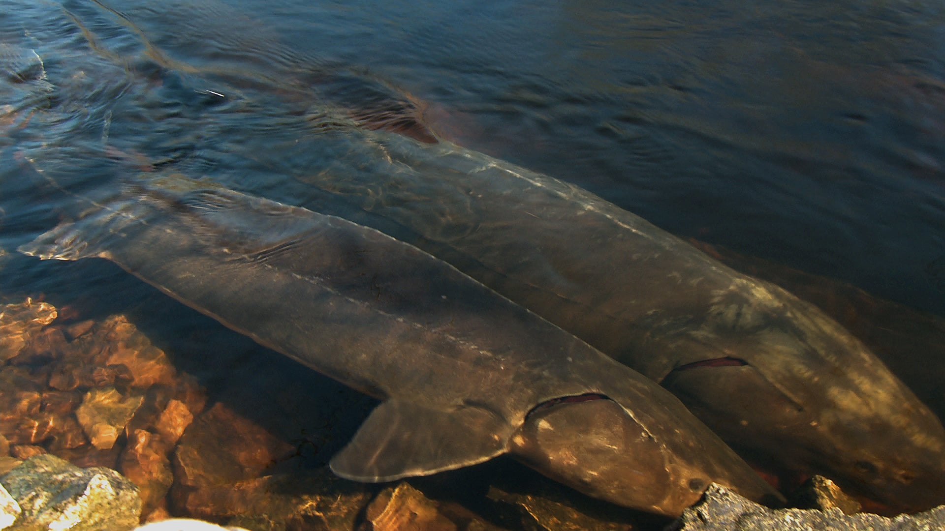 The local authorities in Wisconsin have imposed a strict cap on the number of sturgeon that can be caught