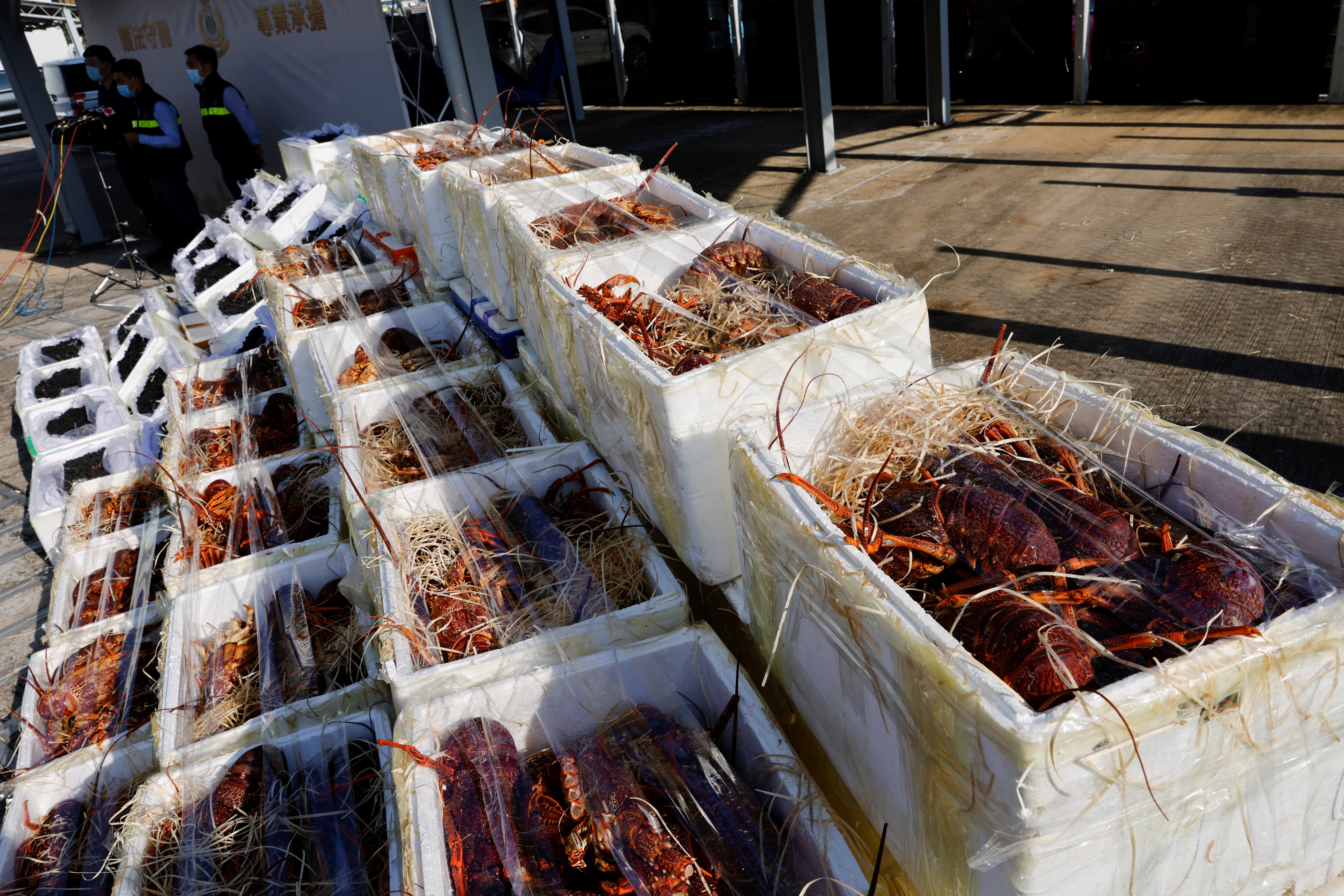 Lobsters seized by the Hong Kong Customs