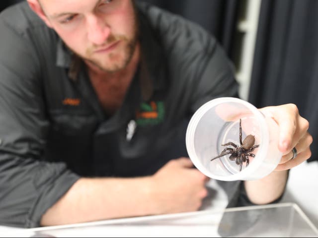 <p>The monstrous arachnid was donated anonymously to the zoo’s antivenom programme </p>