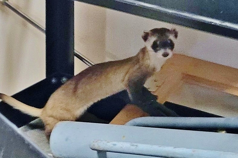 Black-footed ferret