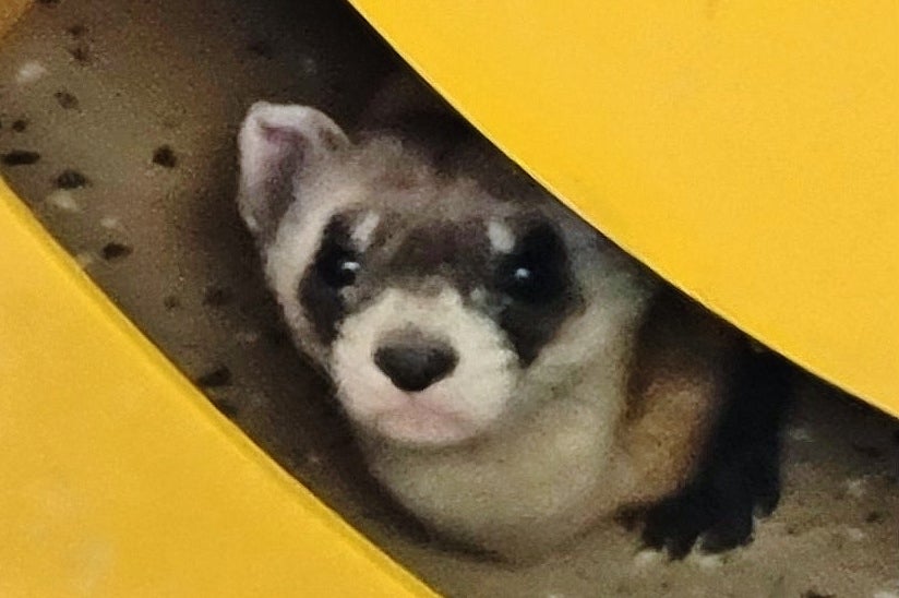 Black-footed ferret