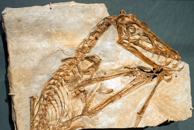 <p>A cast of a Scaphognathus crassirostris, a kind of pterosaur</p>