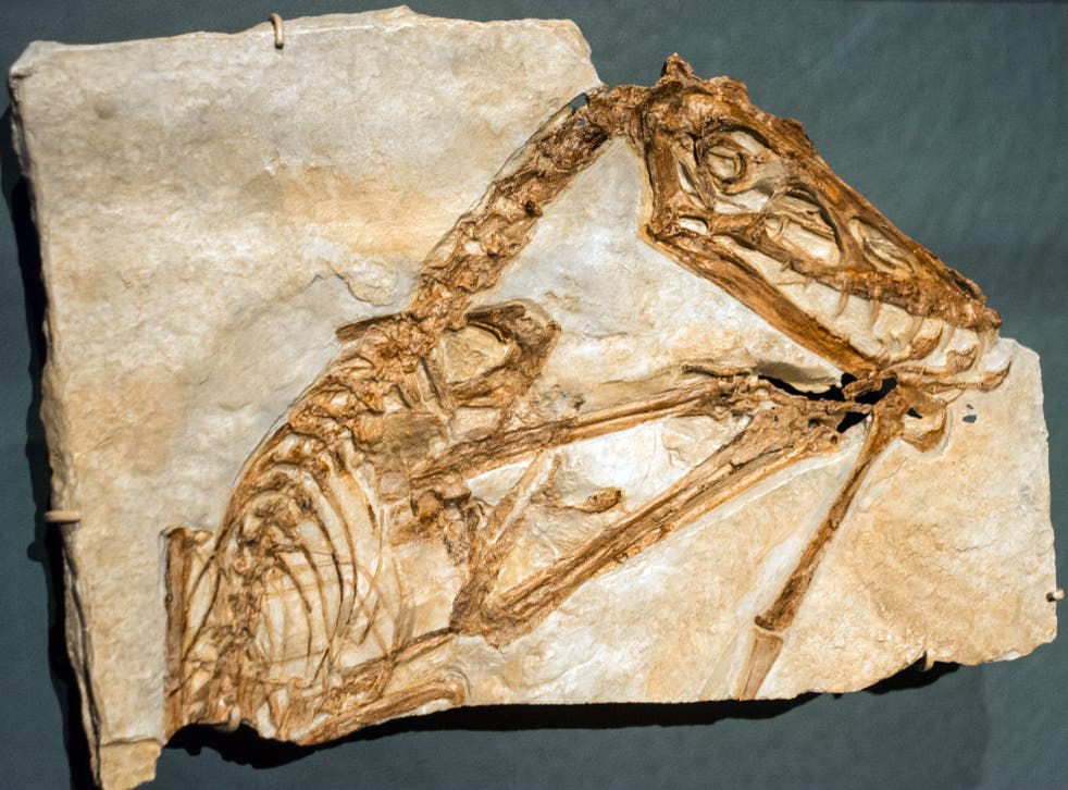 <p>A cast of a Scaphognathus crassirostris, a kind of pterosaur</p>