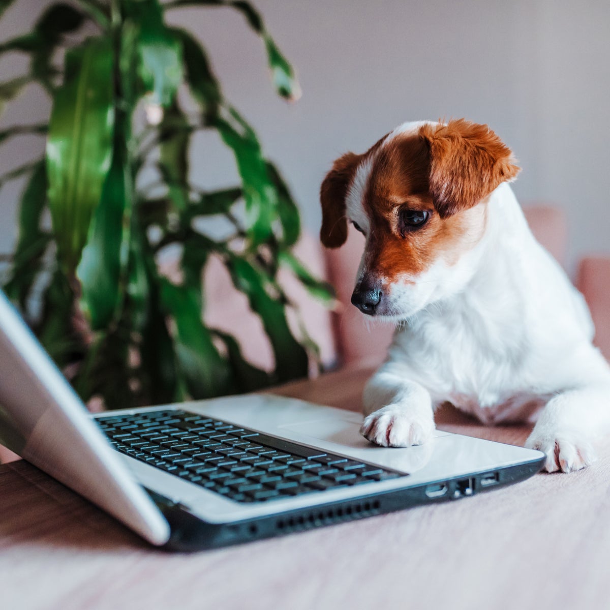 Dog On Computer