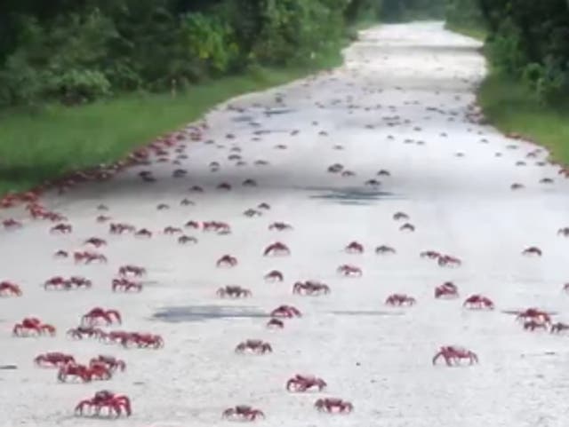 <p>Millions of crabs walk onto roads and bridges, shutting down certain routes in Australia</p>