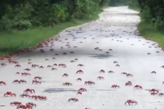<p>Millions of crabs walk onto roads and bridges, shutting down certain routes in Australia</p>