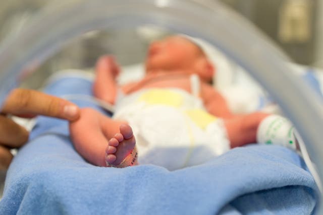 <p>A preterm baby in an incubator</p>