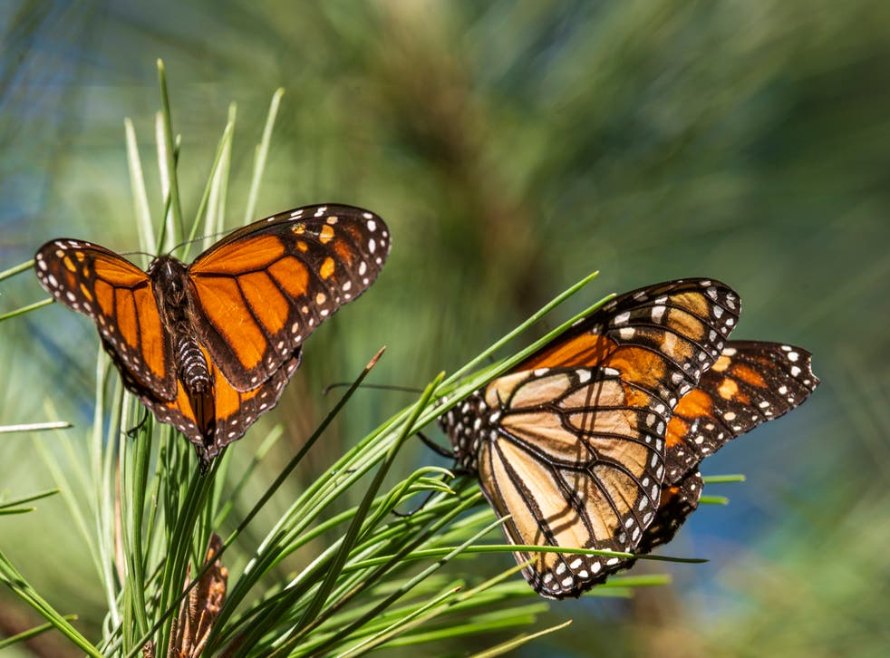 MARIPOSAS MONARCAS REPUNTE
