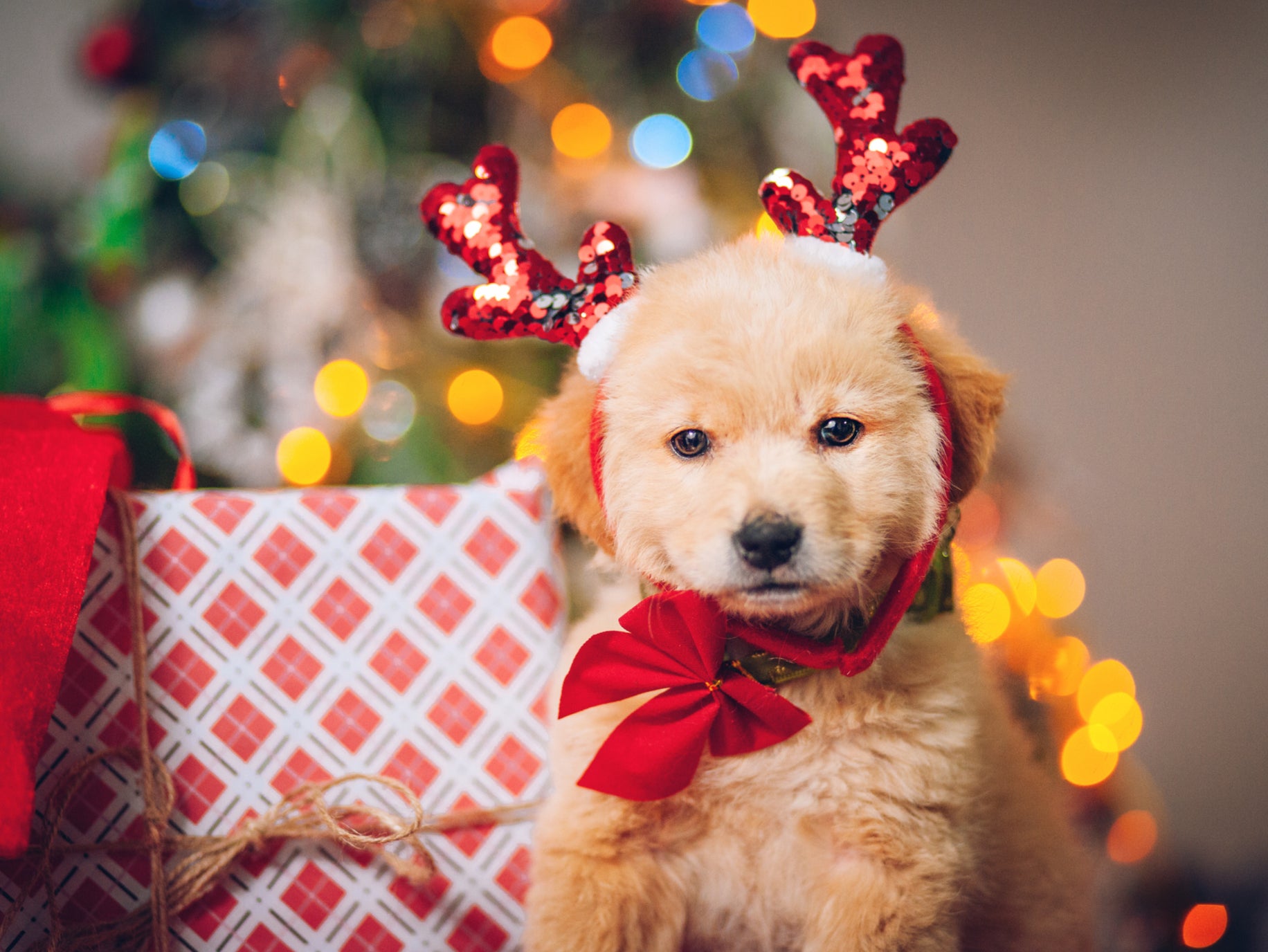<p>A golden retriever on Christmas day</p>