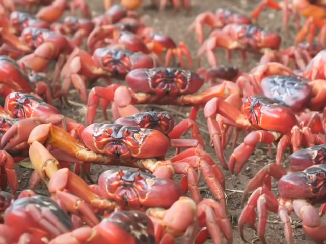 <p>Red crabs of Christmas island head to the sea to breed </p>