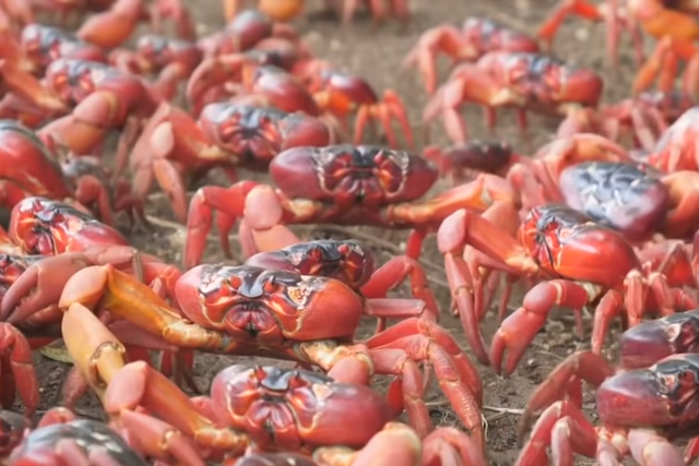 <p>Red crabs of Christmas island head to the sea to breed </p>