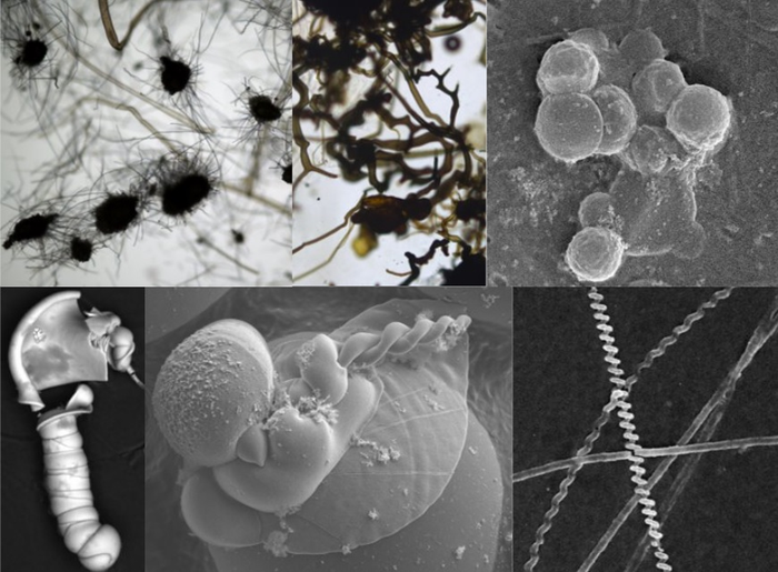 Composite image showing some of the types of fossil-like specimens created by chemical reactions that could be found on Mars