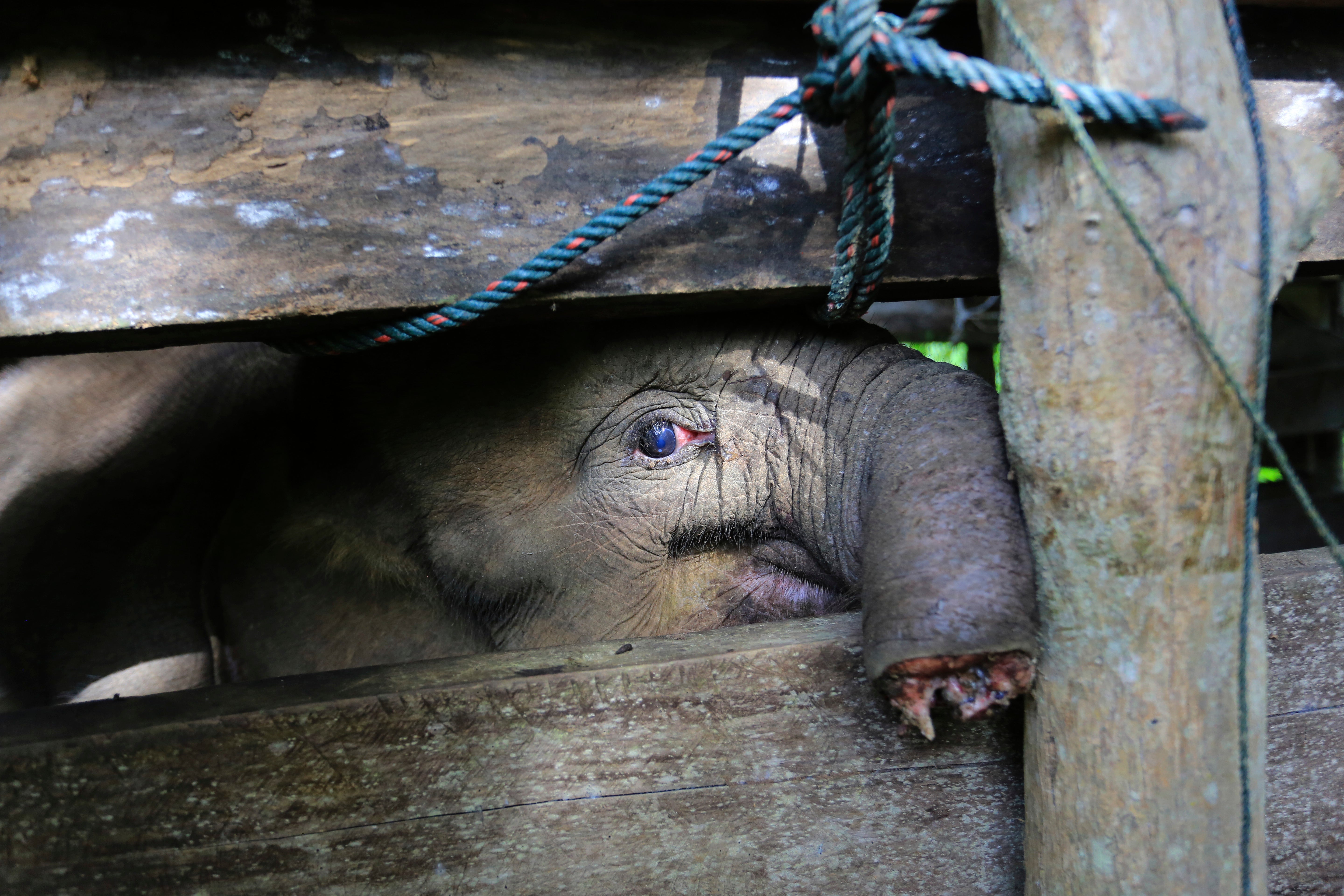 A Sumatran elephant calf that lost half of its trunk succumbed to her injuries