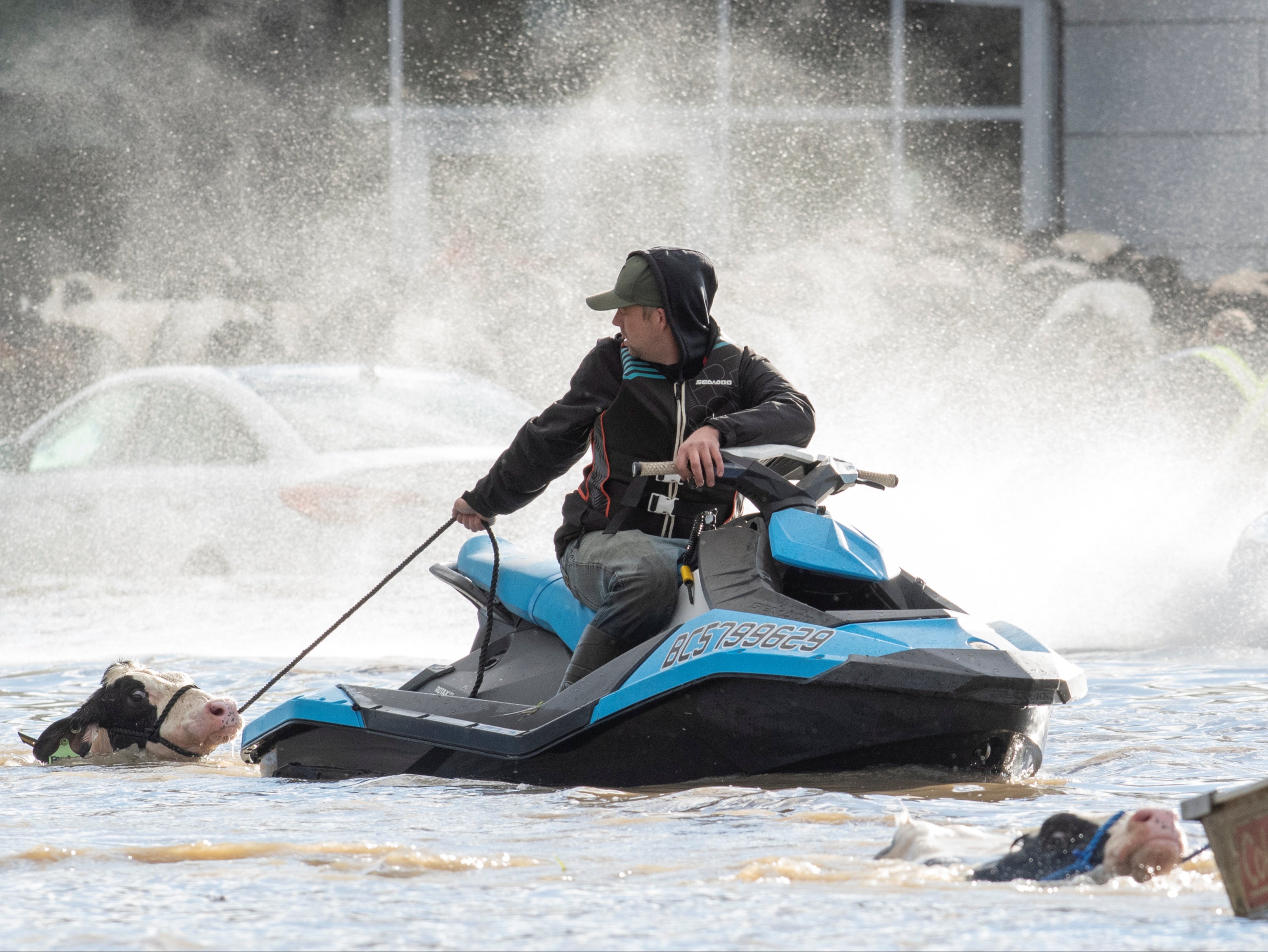 Cows that were stranded in a flooded barn are rescued by people in boats and a sea doo after rainstorms lashed the western Canadian province of British Columbia