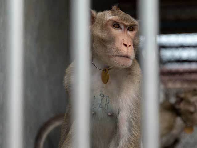 <p>Macaques are tattooed on their chests and kept in outdoor cages at a breeding centre </p>
